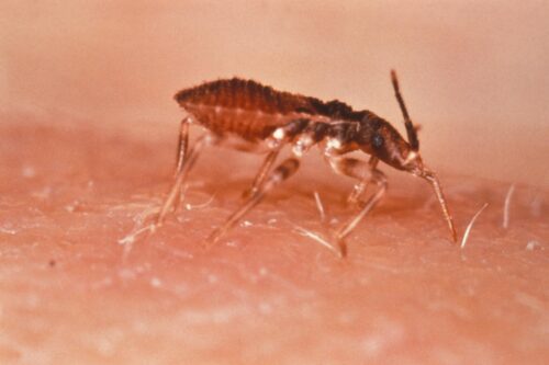 Malattia di Chagas: donazione sangue e viaggi in America del Sud, America Centrale o Messico