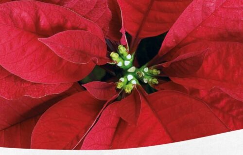 Scopri di più sull'articolo Prenota la tua donazione e diventa una #BuonaStella: il Natale solidale di FIDAS